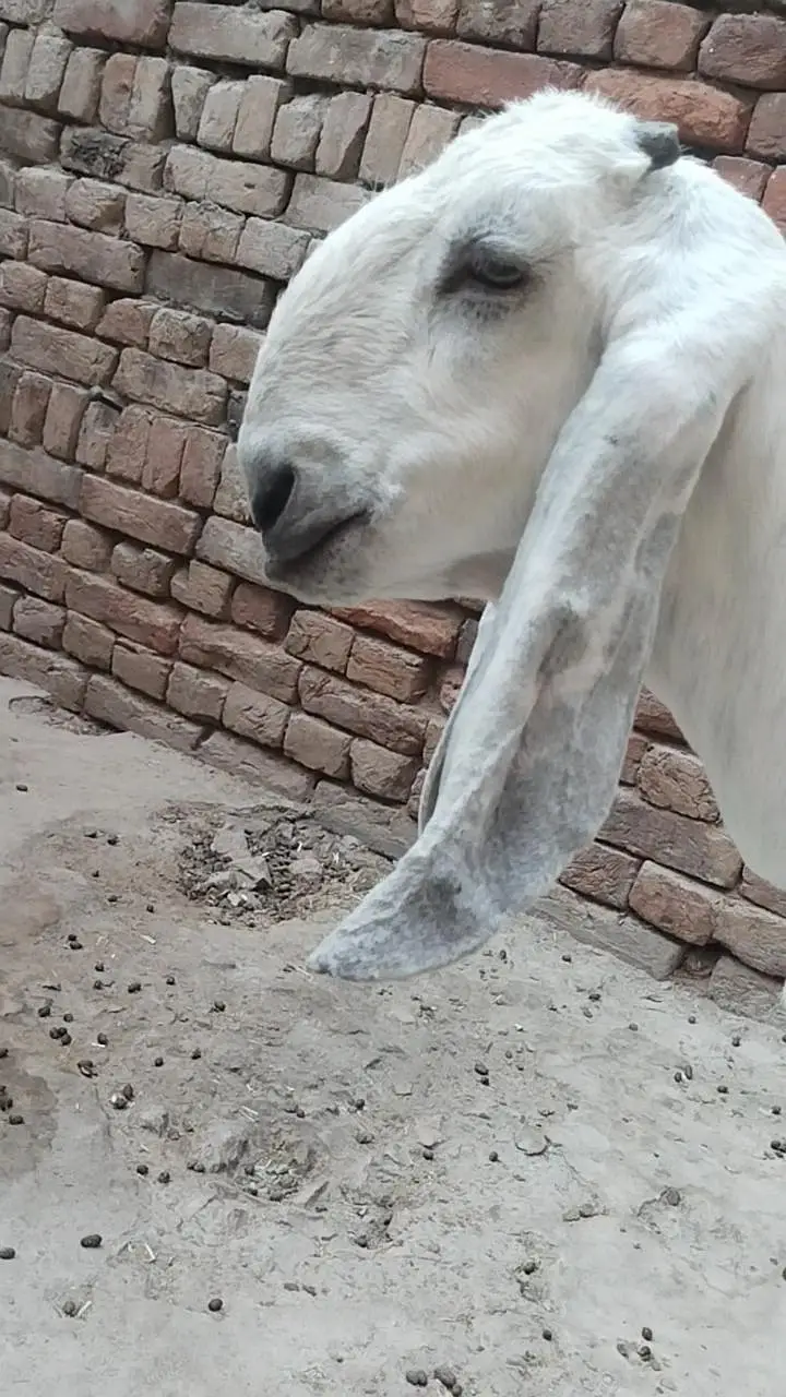 دو عدد گھر کی پلی ہوئی پٹھیں فور سیل — photo 8