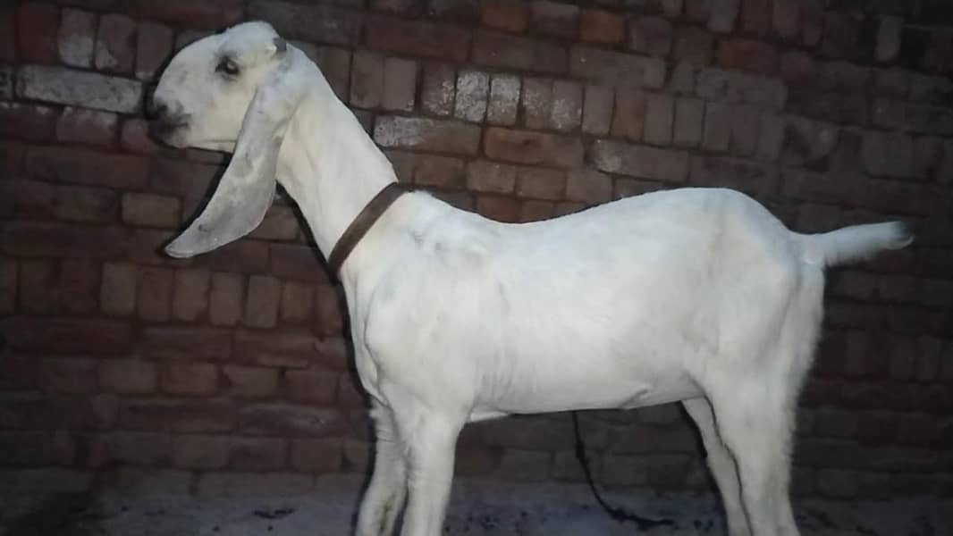 دو عدد گھر کی پلی ہوئی پٹھیں فور سیل 8