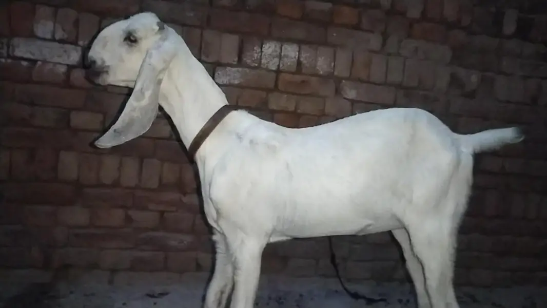 دو عدد گھر کی پلی ہوئی پٹھیں فور سیل — photo 9