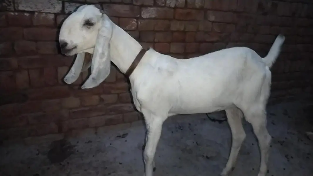 دو عدد گھر کی پلی ہوئی پٹھیں فور سیل — photo 11