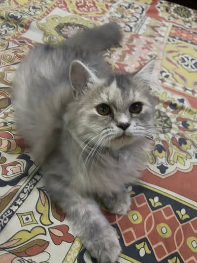2 Persian Kitten for sale