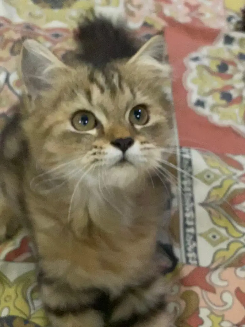 2 Persian Kitten for sale — photo 2