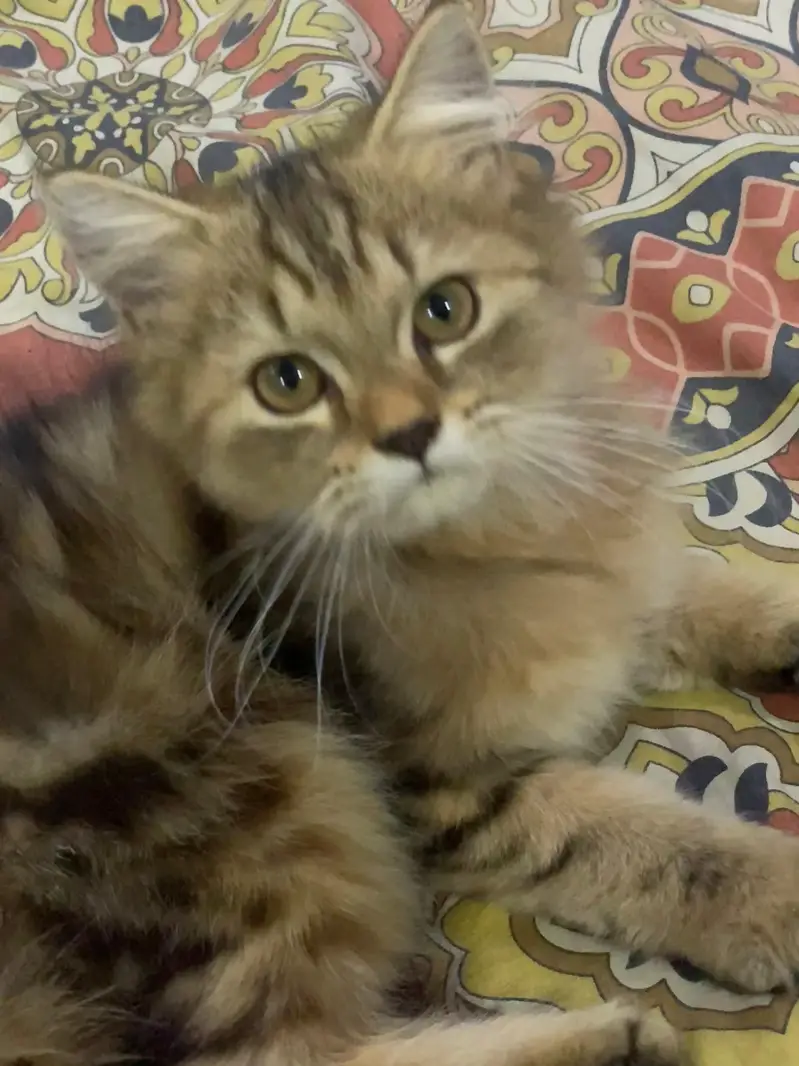 2 Persian Kitten for sale — photo 3