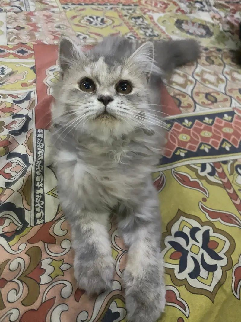 2 Persian Kitten for sale — photo 4