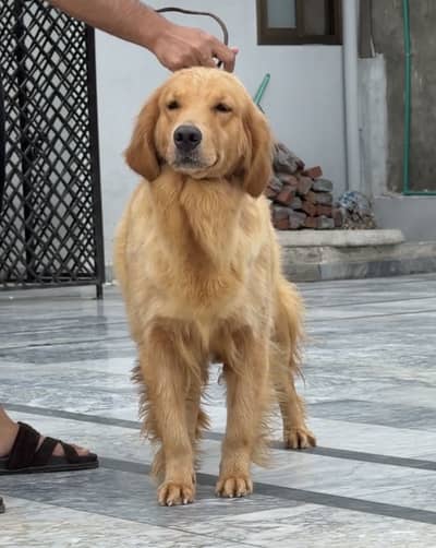 Golden Retriever Dog | Female Golden Retriever Dog |Pedigreed Retriver