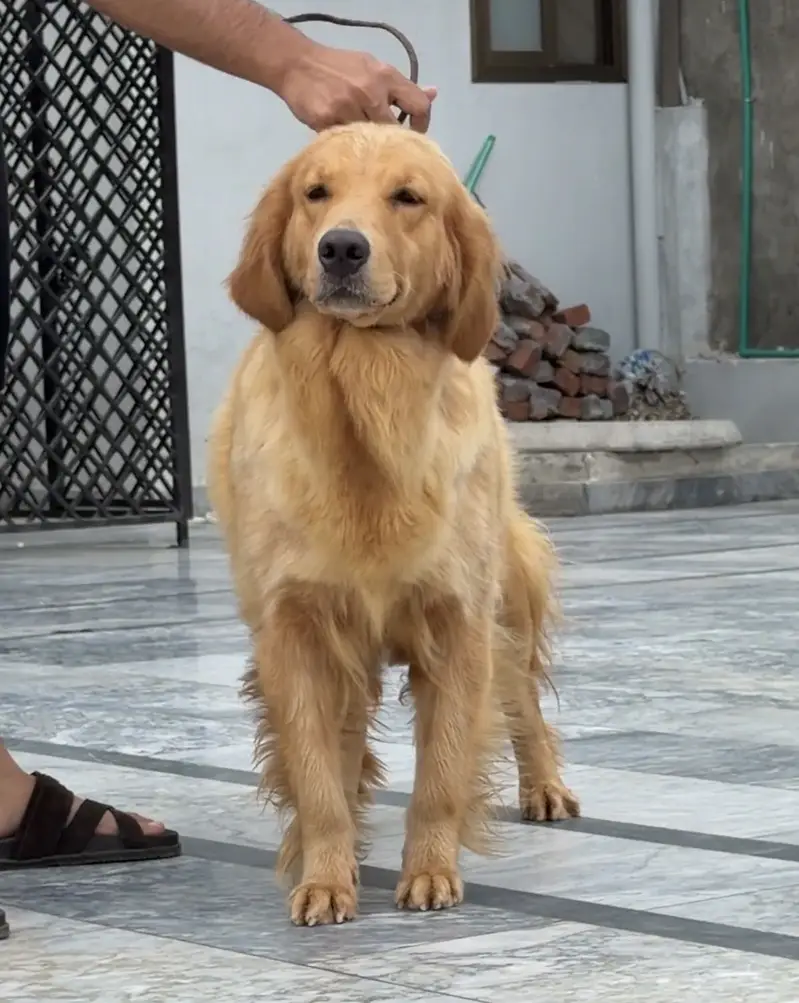 Golden Retriever Dog | Female Golden Retriever Dog |Pedigreed Retriver