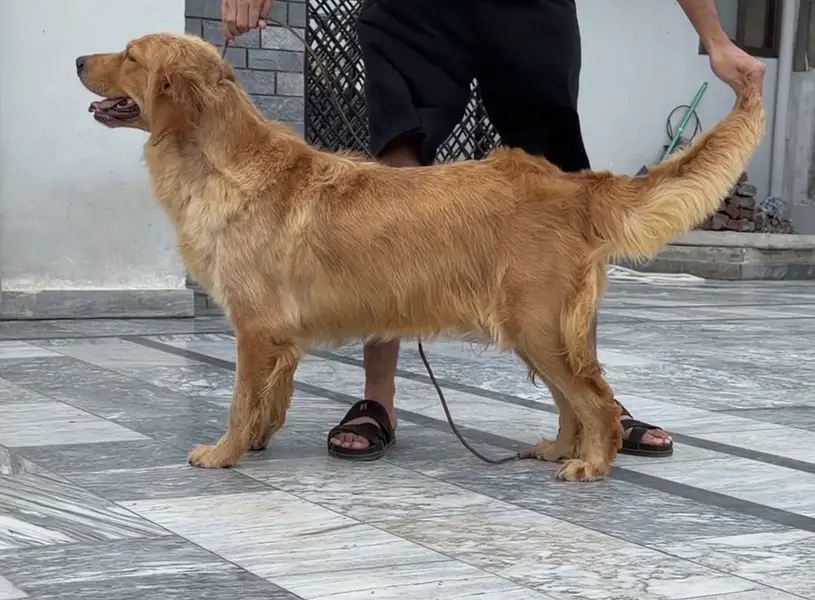Golden Retriever Dog | Female Golden Retriever Dog |Pedigreed Retriver — photo 2