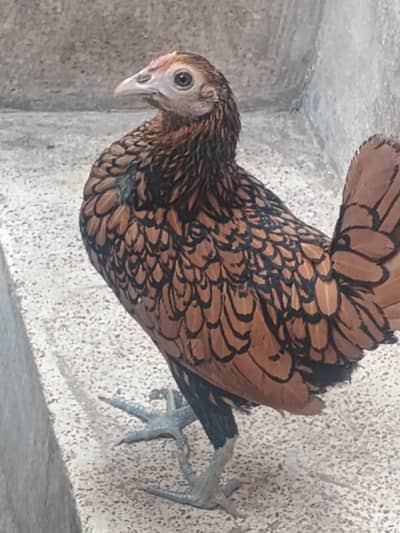 golden sabright pair for sale