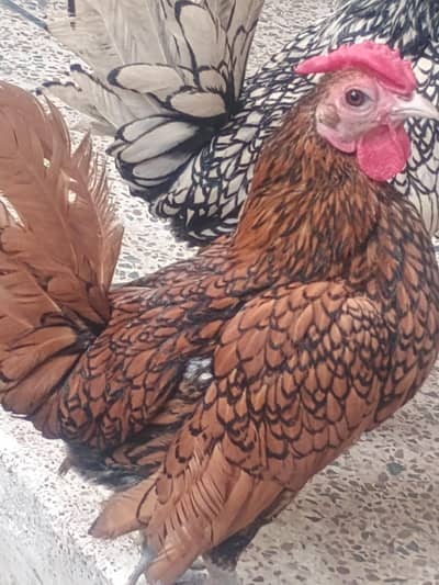 golden sabright pair for sale