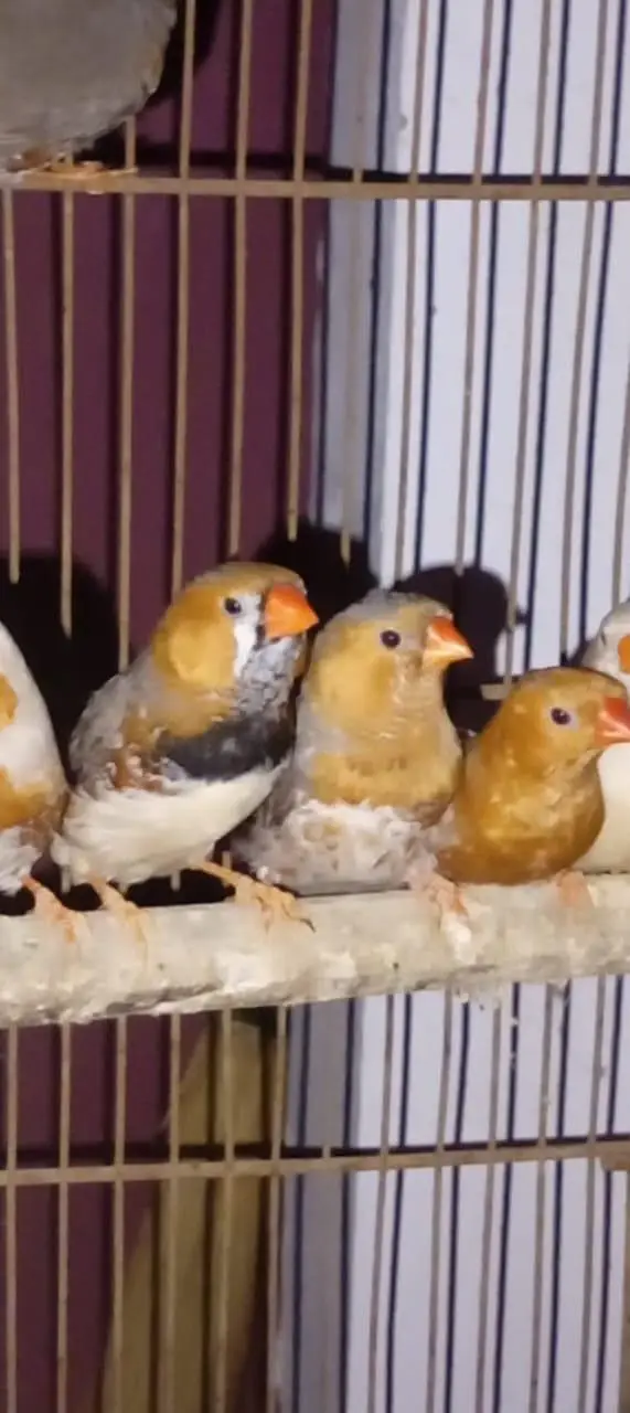 Premium finches for sale orange — photo 2