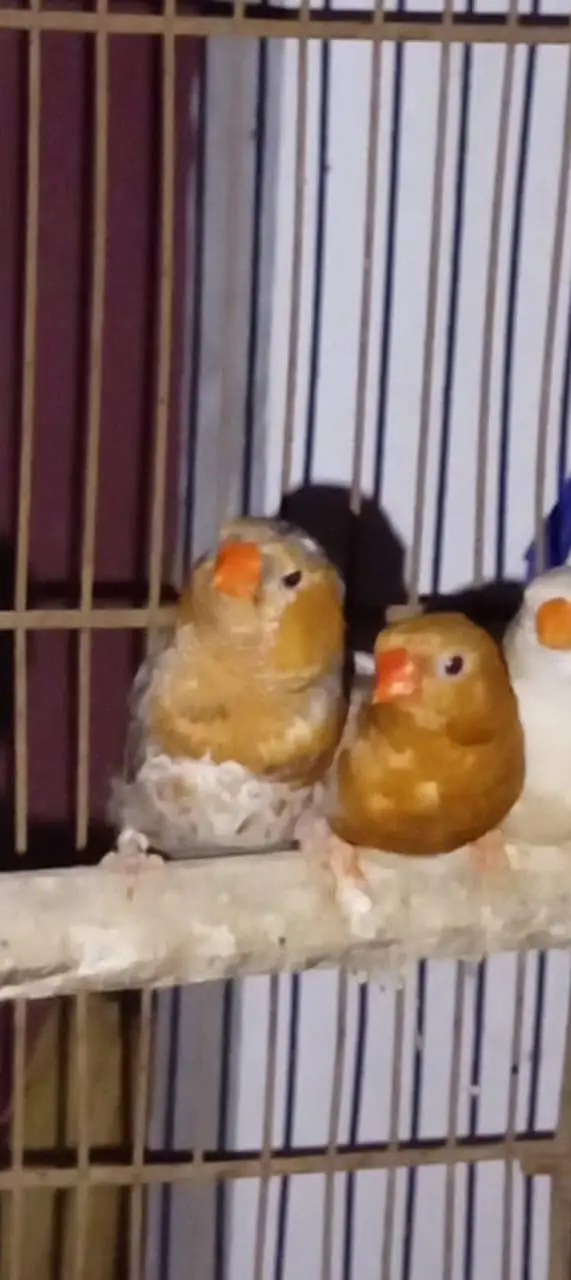 Premium finches for sale orange — photo 3
