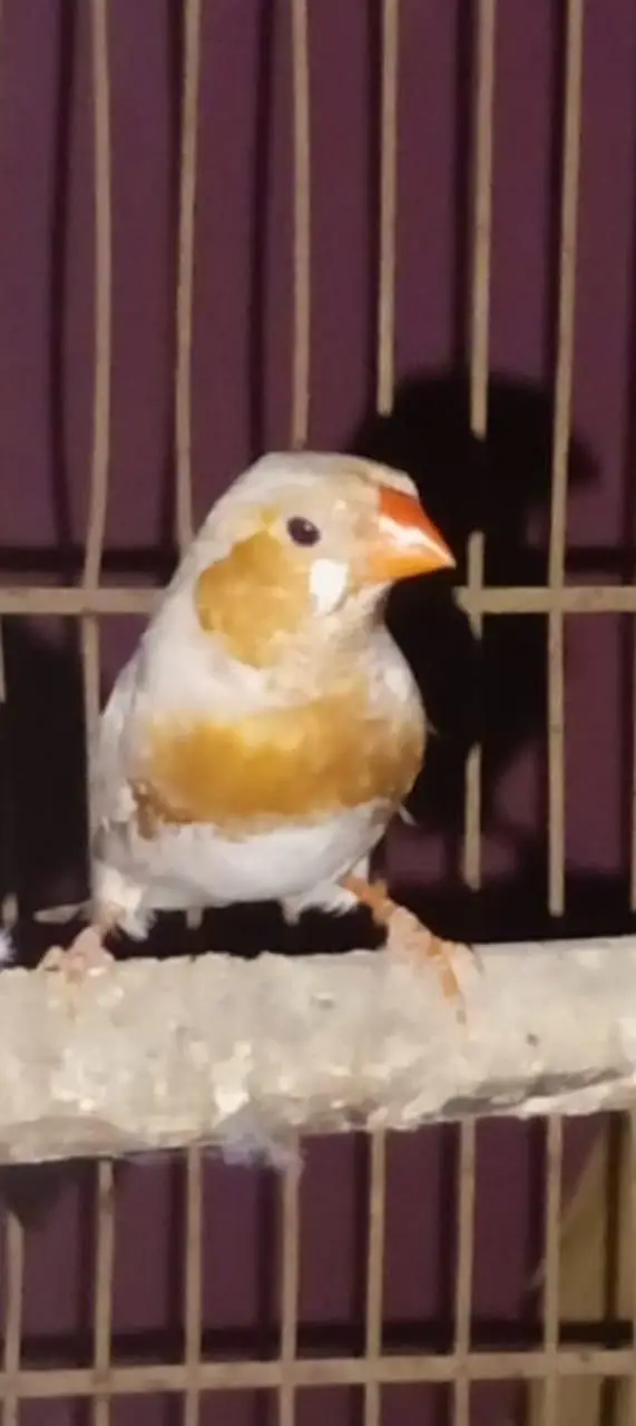 Premium finches for sale orange — photo 4