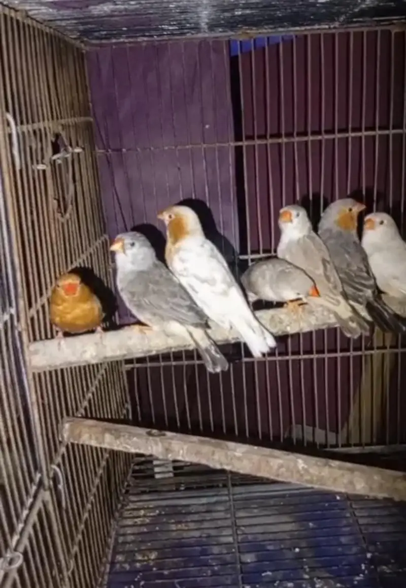 Premium finches for sale orange — photo 5