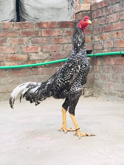 Pure Imported Thaii Pakoya Chicks – Strong Bloodline Available