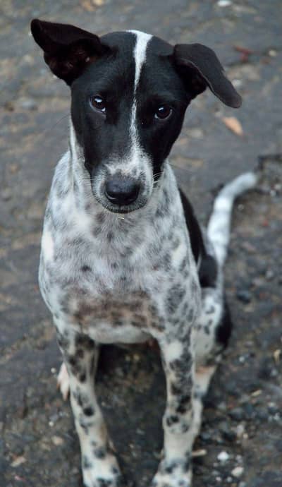 I am selling my Lucy dog