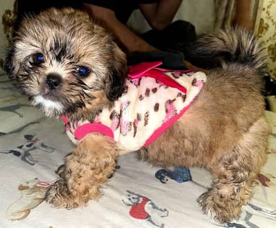 Shihtzu Female Puppy For Sale Playful Healthy | Vaccinated & Dewormed