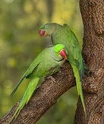 Parrots