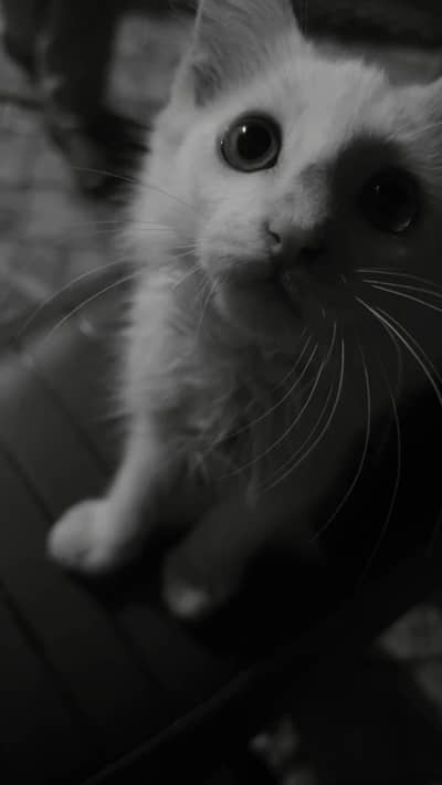 Vaccinated Persian Cat