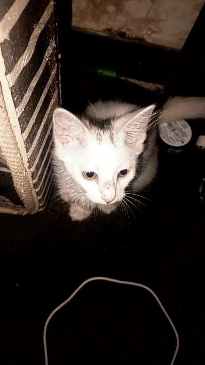 Vaccinated Persian Cat — photo 2
