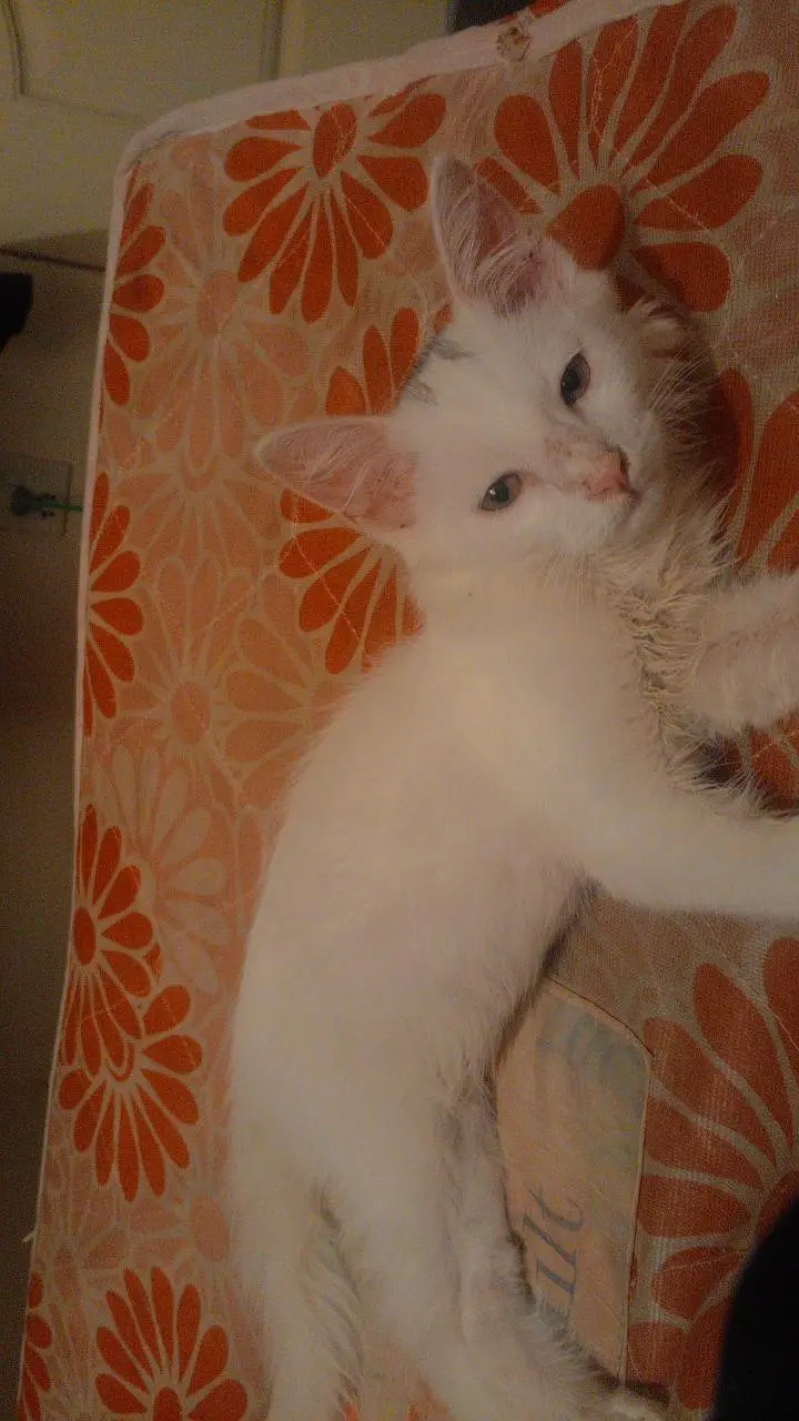 Vaccinated Persian Cat — photo 3