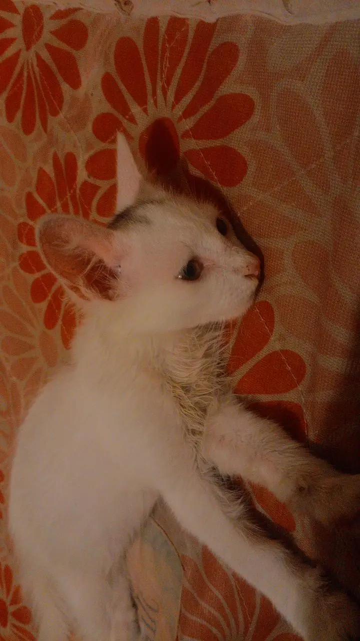 Vaccinated Persian Cat — photo 4