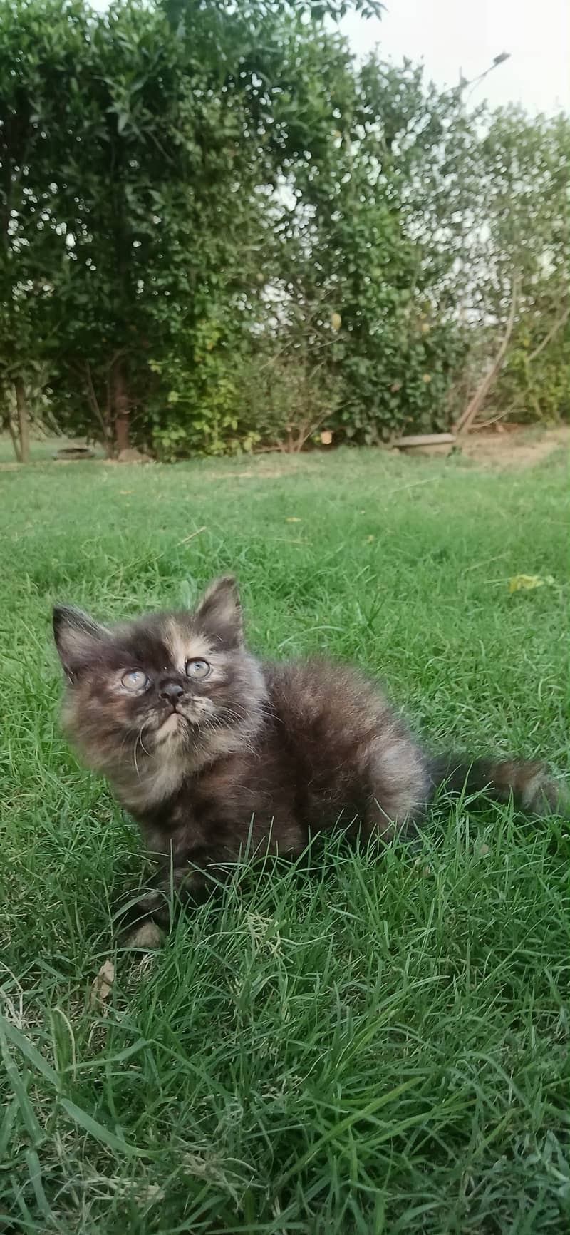 Kittens 0