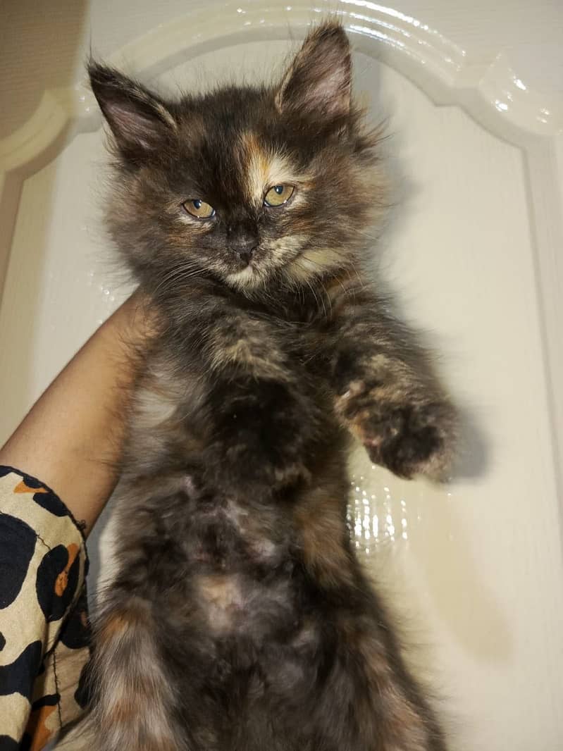 Kittens 1