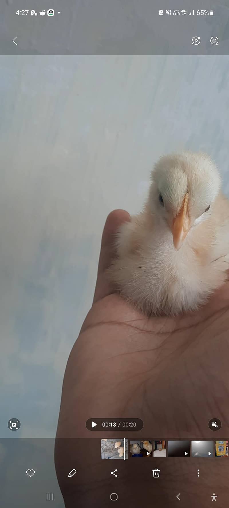 GOLDEN BUFF chicks 1