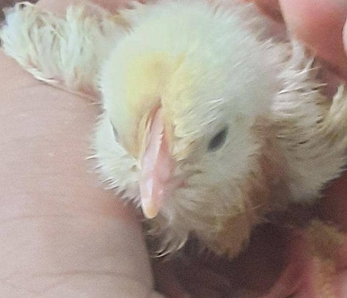GOLDEN BUFF chicks 2