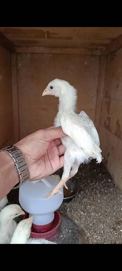 King White German O Shamo Chicks
