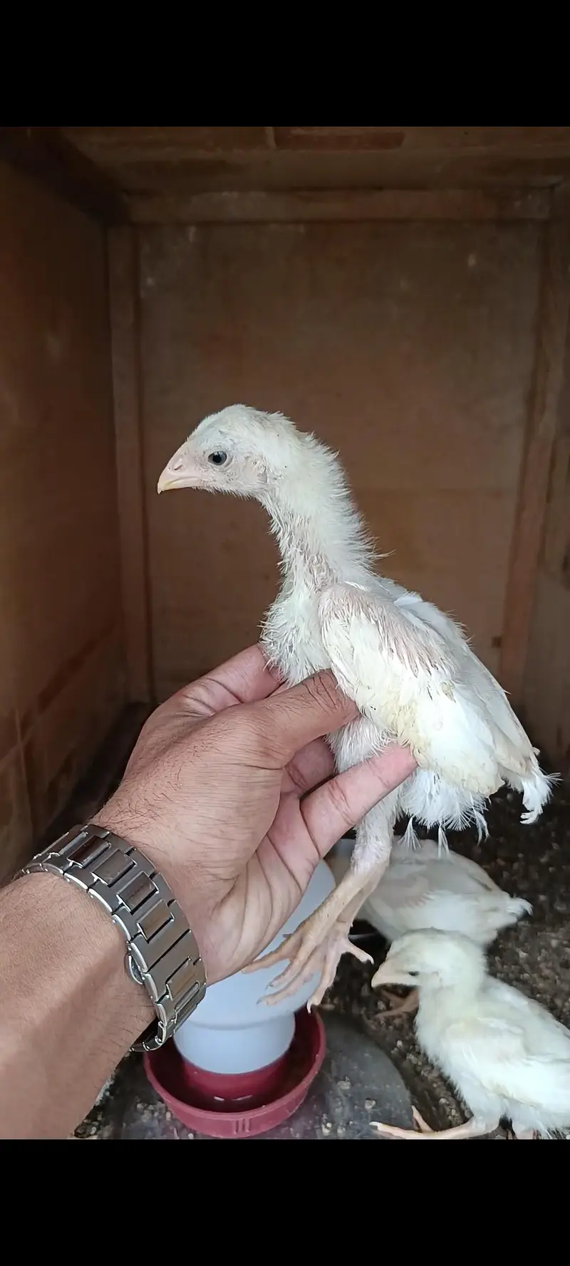 King White German O Shamo Chicks — photo 2