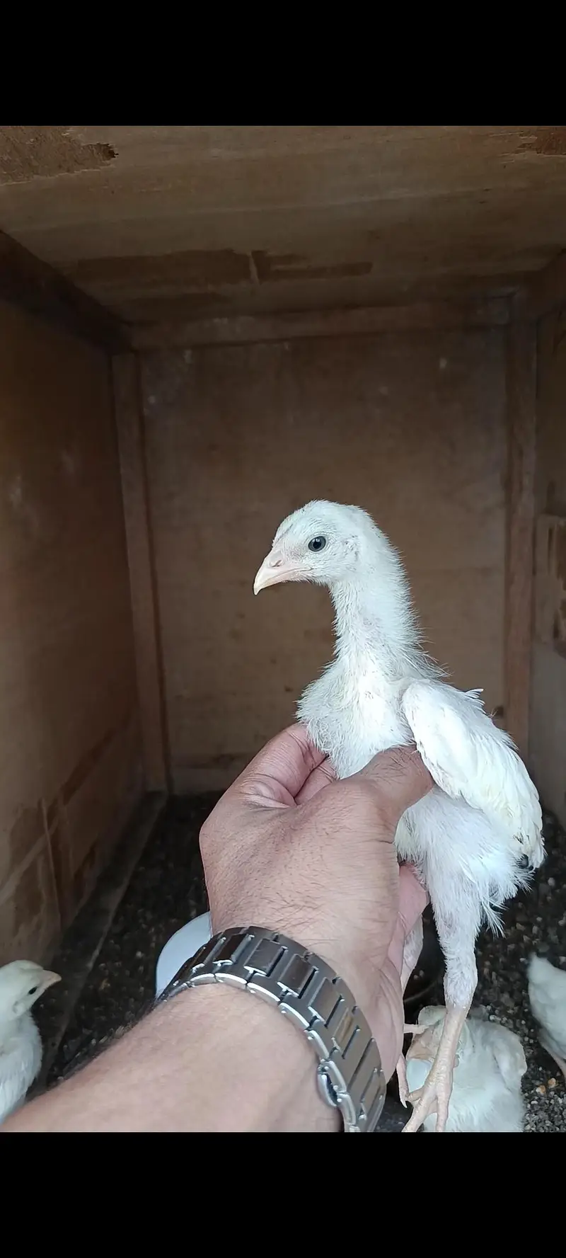 King White German O Shamo Chicks — photo 3