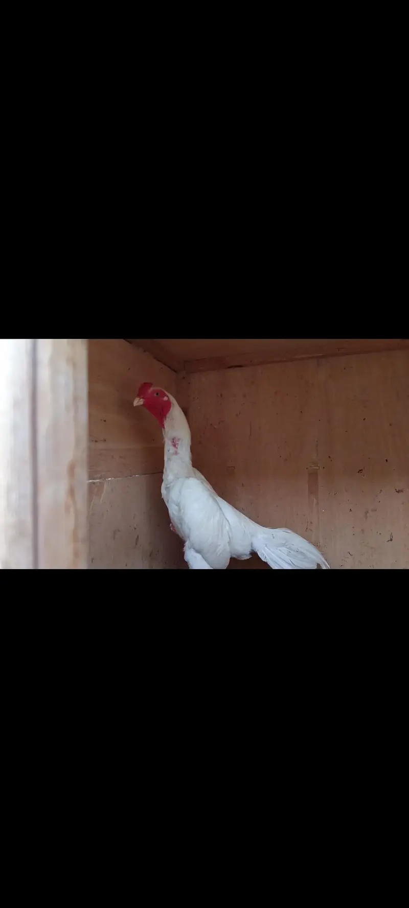 King White German O Shamo Chicks — photo 4