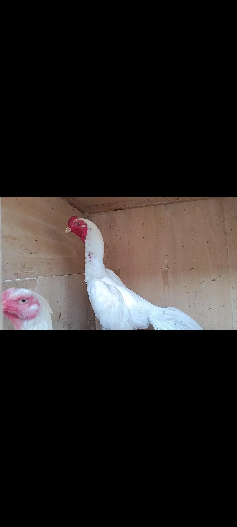 King White German O Shamo Chicks — photo 5