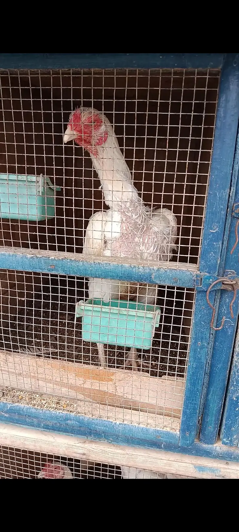 King White German O Shamo Chicks — photo 6