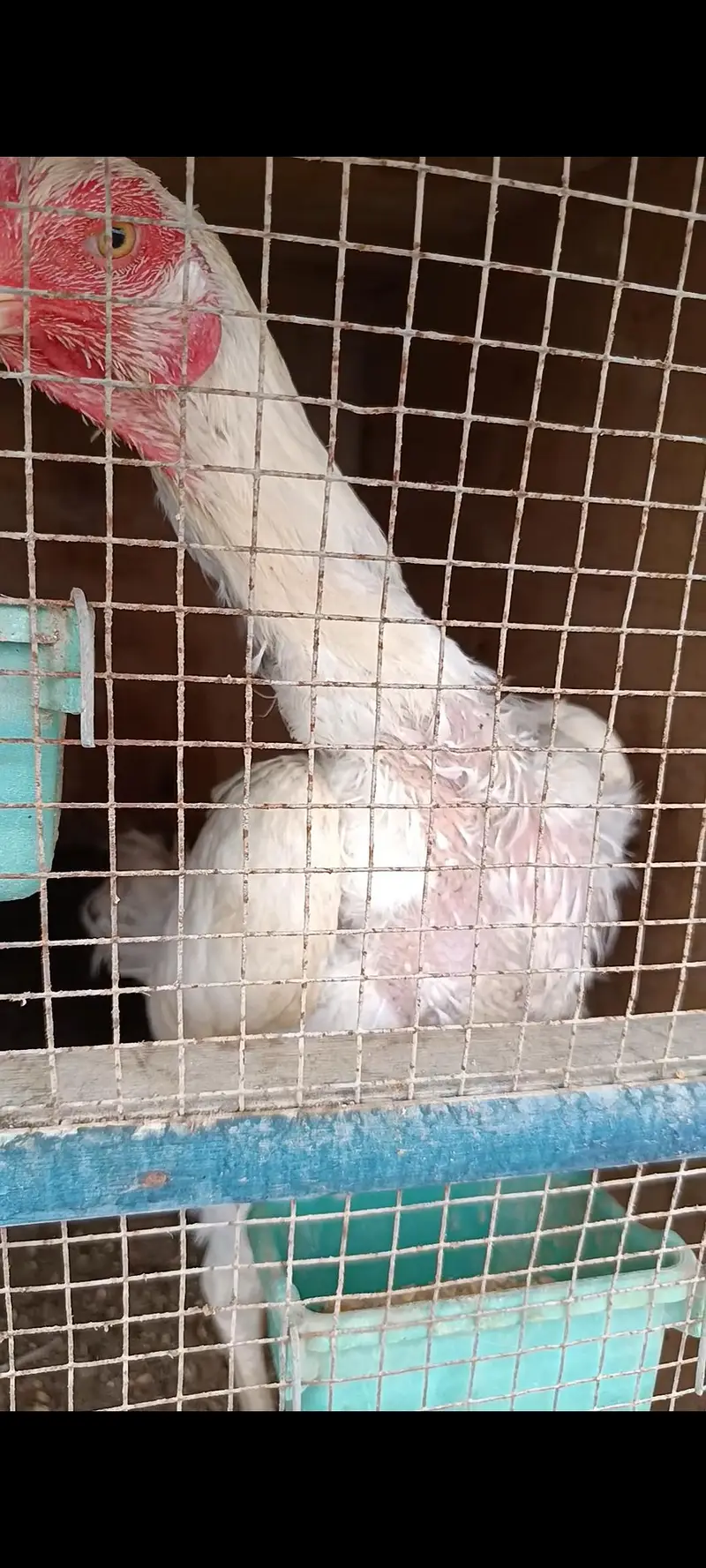 King White German O Shamo Chicks — photo 7