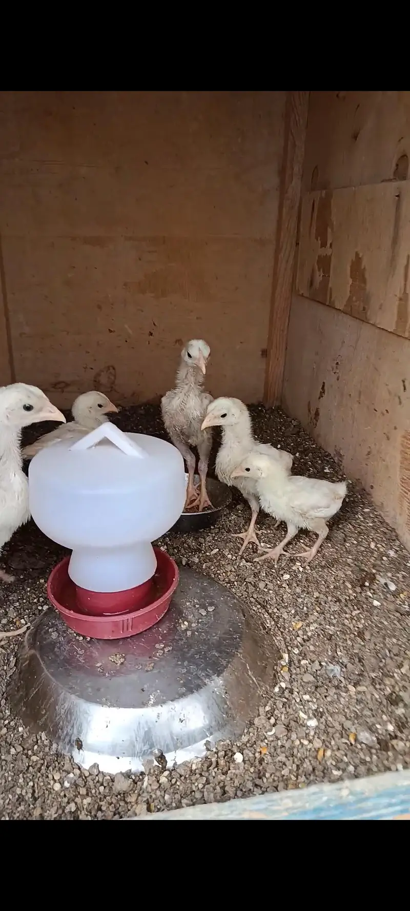 King White German O Shamo Chicks — photo 8