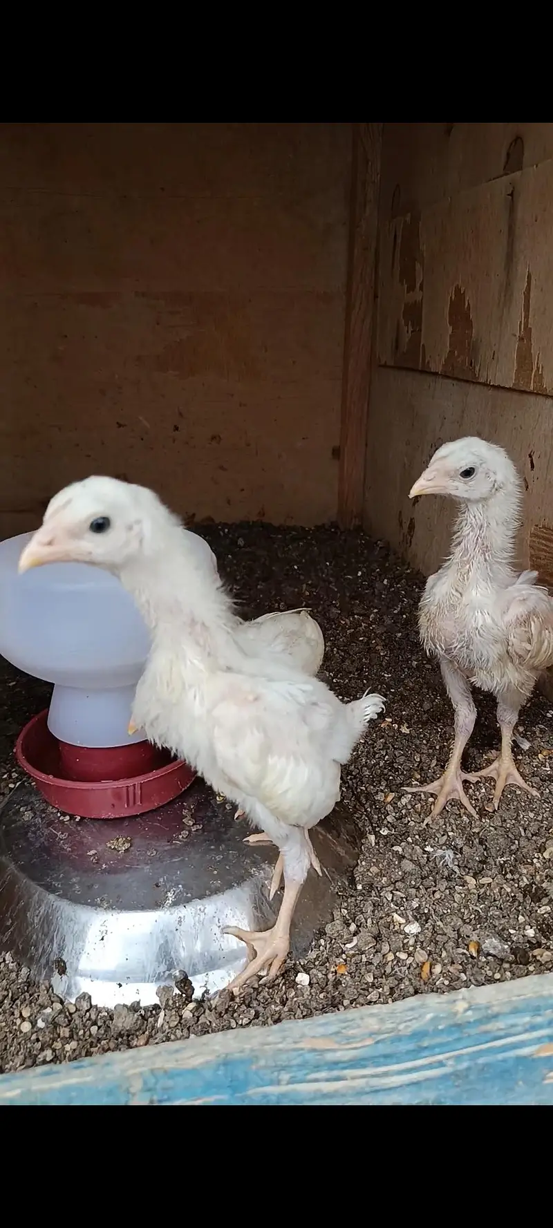 King White German O Shamo Chicks — photo 9