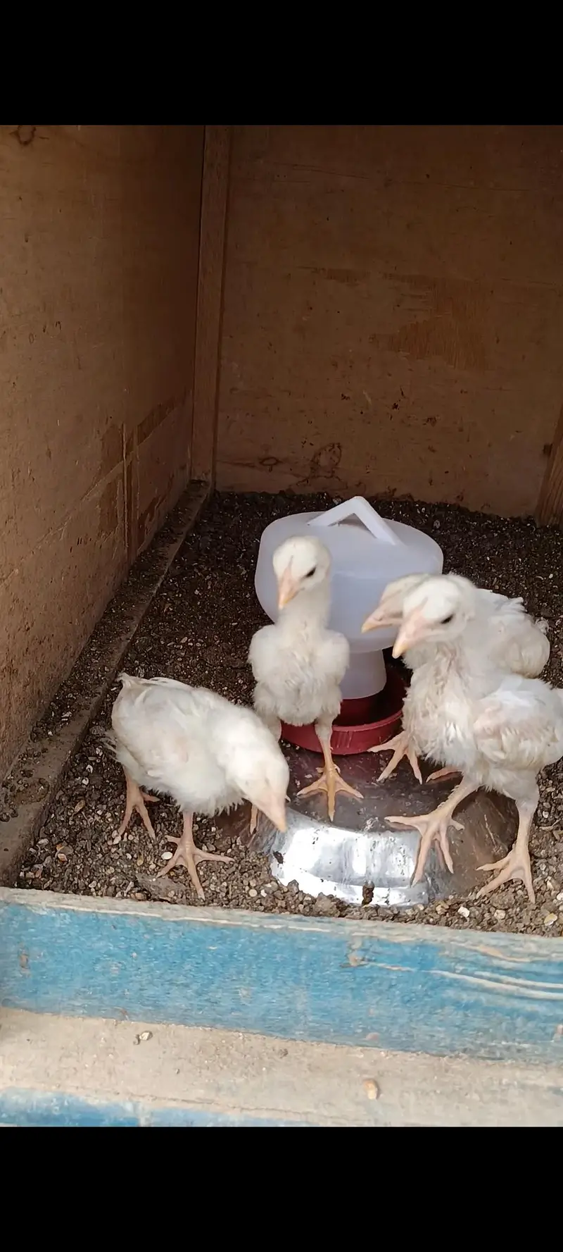 King White German O Shamo Chicks — photo 10