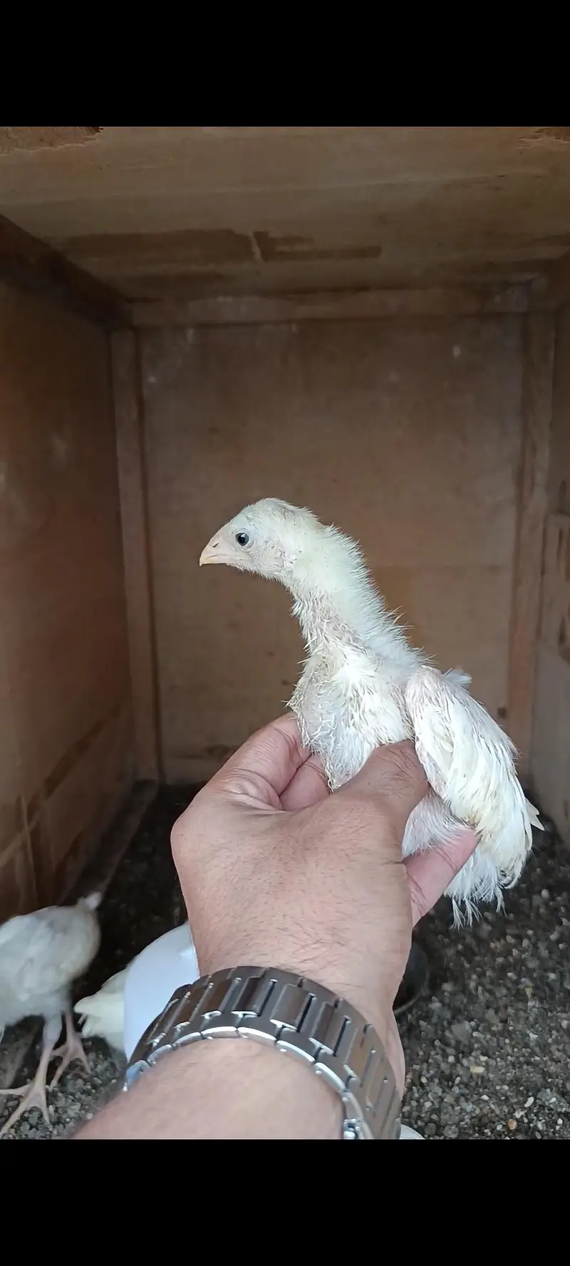 King White German O Shamo Chicks — photo 11