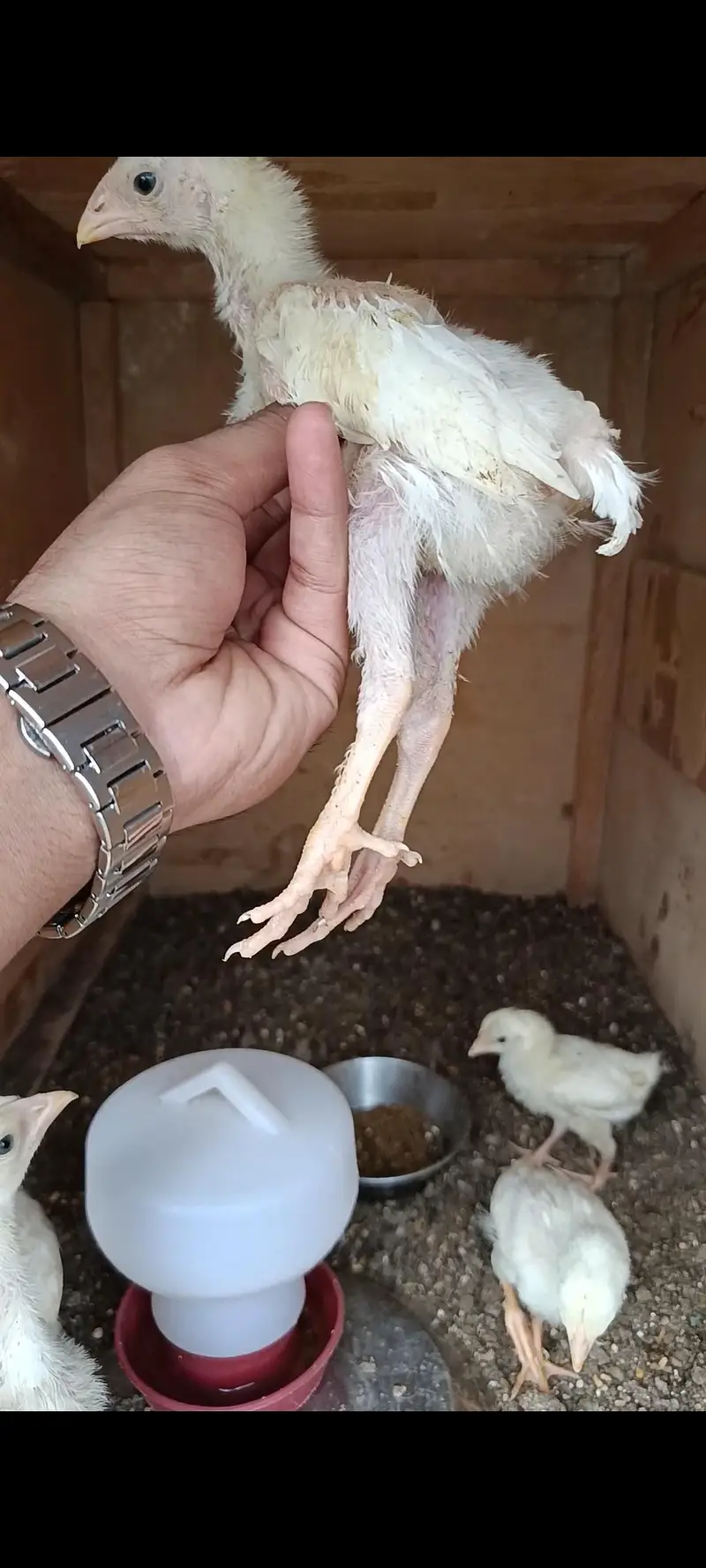 King White German O Shamo Chicks — photo 12