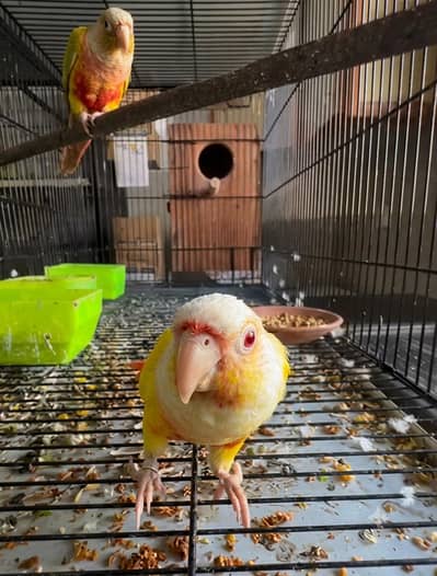Lutino Conure Breeder Pair