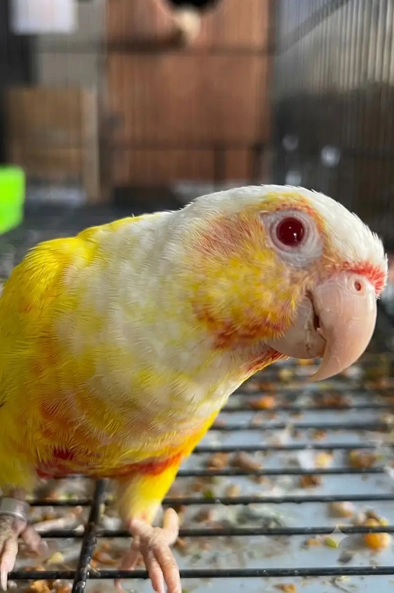 Lutino Conure Breeder Pair — photo 2
