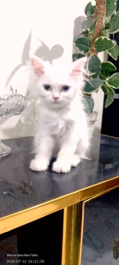light blue eyes triple coat