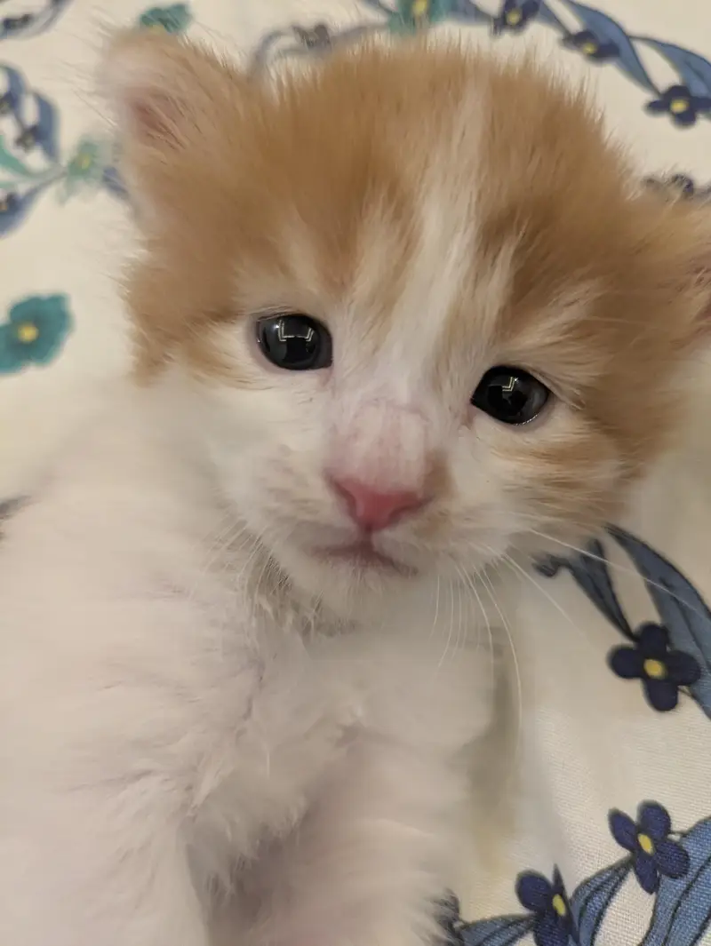 Persian cat