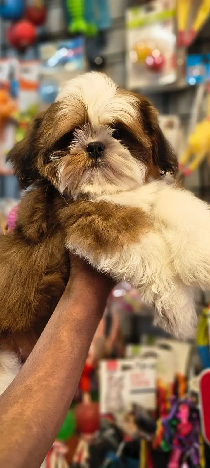Shitzu male puppy available