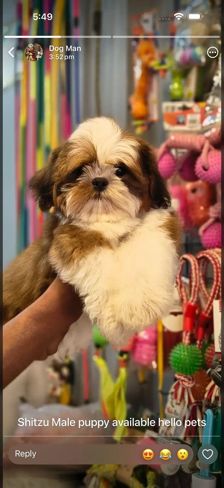 Shitzu male puppy available — photo 2