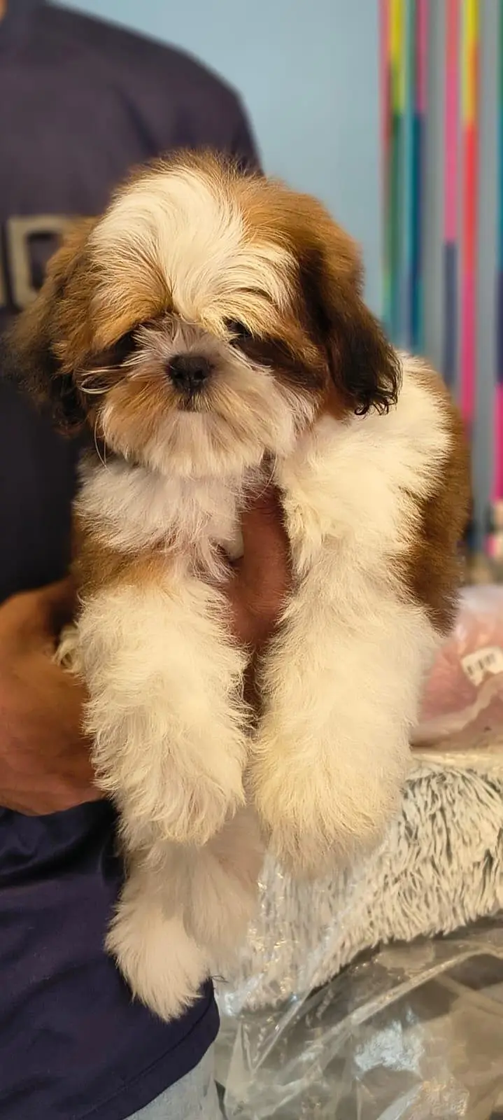 Shitzu male puppy available — photo 3