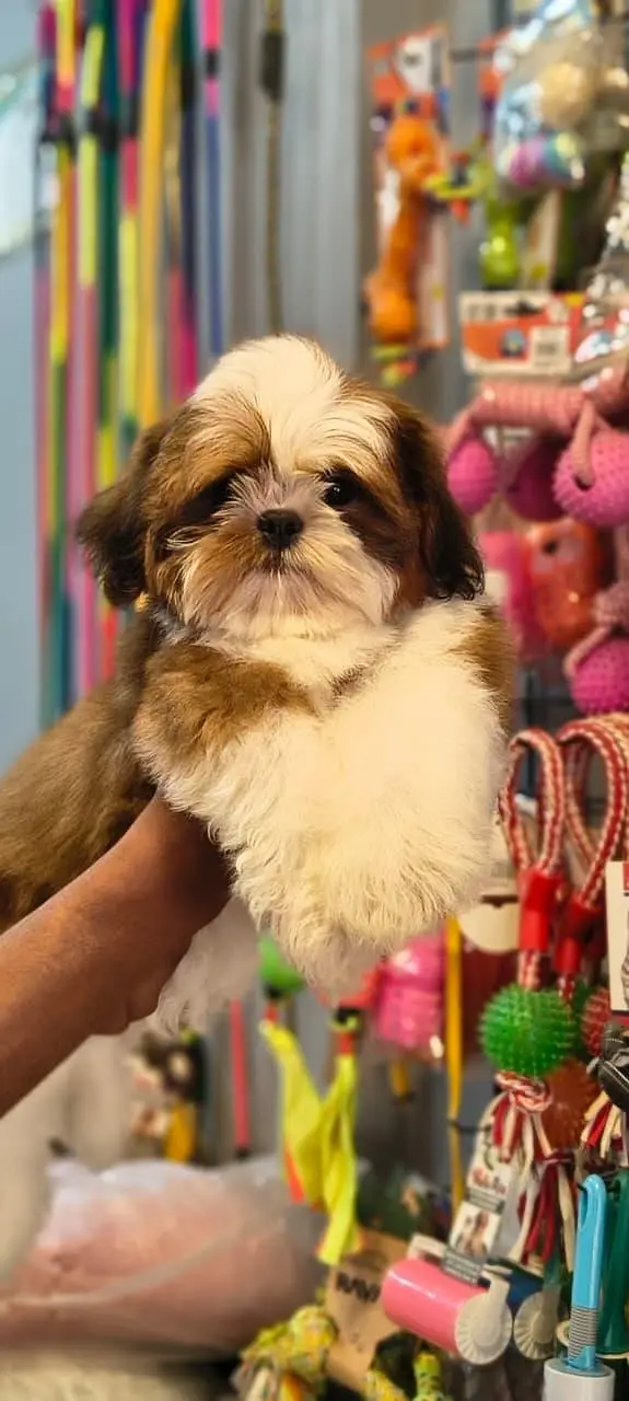 Shitzu male puppy available — photo 4