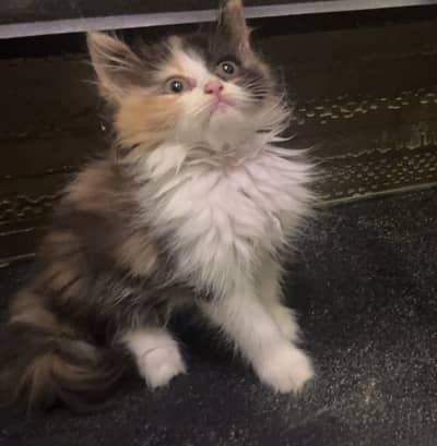 Persian Kitten female